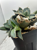 Agave titanota 白火焔子株③(Lize血統)　抜き苗発送