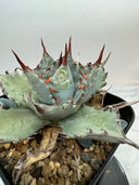 Agave 甲蟹x屈原(No.31)子株①(Lize血統) ベアルート発送