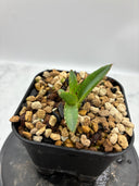 Agave ホリササ(No.2)子株(Lize血統) 抜き苗発送