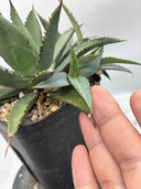 Agave 甲蟹x笹之雪子株③(Lize血統) 抜き苗発送
