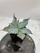 Agave 激怒之舞(No.？)子株②(Lize血統) 抜き苗発送