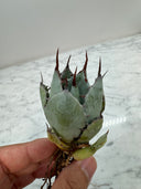 Agave 激怒之舞(No.45)子株(Lize血統) 抜き苗発送