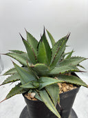 Agave 甲蟹x笹之雪子株③(Lize血統) 抜き苗発送