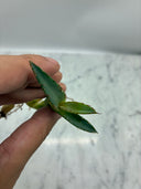 Agave titanota 狂刺夕映子株(Lize血統) 抜き苗発送