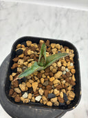 Agave ホリササ(No.38)子株①(Lize血統) 抜き苗発送