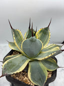 Agave Orizaba子株（US血統）抜き苗発送