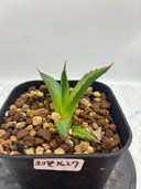 Agave ホリササ(No.27)子株③(Lize血統) 抜き苗発送