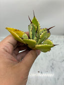 Agave キュービック黄覆輪子株②（台湾産）　抜き苗発送