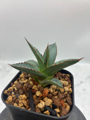 Agave ホリササ(No.39)子株①(Lize血統) 抜き苗発送