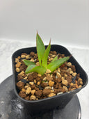 Agave ホリササ(No.27)子株③(Lize血統) 抜き苗発送