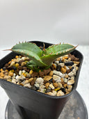 Agave titanota 白犀牛子株（Lize血統）抜き苗発送