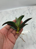 Agave titanota 鳳凰子株①(Lize血統）抜き苗発送