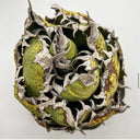 Agave titanota ロブスター子株②(Lize血統）抜き苗発送