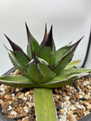 【Indoor Jungle Issue n°11掲載株】アガベ 黒火焔x笹之雪子株(Lize血統)　抜き苗発送