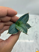 Agave titanota 白火焔子株②(Lize血統)　抜き苗発送