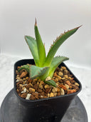 Agave ホリササ(No.27)子株①(Lize血統) 抜き苗発送