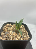 Agave ホリササ(No.7)子株(Lize血統) 抜き苗発送