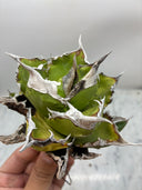 Agave titanota 虎鯊子株(Lize産) 抜き苗発送