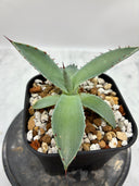 Agave 甲蟹x屈原(No.？)子株④(Lize血統) 抜き苗発送