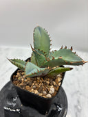 Agave titanota 黒鯨子株②(Lize血統) 未発根発送