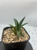 Agave ホリササ(No.12)子株②(Lize血統) 抜き苗発送