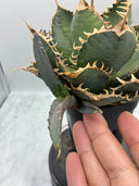 アガベ　オアハカオテロイ子株 抜き苗発送