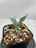 Agave 激怒之舞(No.45)子株(Lize血統) 抜き苗発送