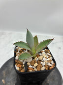 Agave 激怒之舞(No.19)子株②(Lize血統) 抜き苗発送