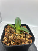 Agave ホリササ(No.36)子株①(Lize血統) 抜き苗発送