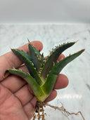 Agave titanota 白鯨子株①(Lize血統）抜き苗発送