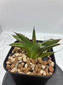 Agave ホリササ子株①(No.2)(Lize血統) 抜き苗発送