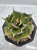 Agave titanota 緑煌子株(Lize産) 抜き苗発送