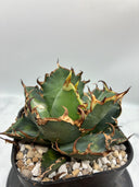 Agave titanota シーザー子株(Lize血統)　抜き苗発送
