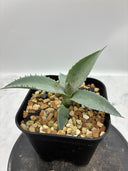Agave 瀧之白絲x血雨雷神子株　(Lize血統) 抜き苗発送