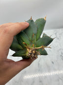 Agave titanota 鳳凰子株②(Lize血統）抜き苗発送
