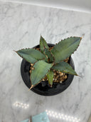 Agave titanota 黒鯨子株②(Lize血統) 未発根発送