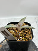 【Indoor Jungle Issue n°11掲載株】Agave 瀧之白絲x血雨雷神子株　(Lize血統) 抜き苗発送