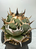Agave titanota 鳳凰子株①(Lize血統）抜き苗発送