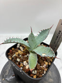 【Indoor Jungle Issue n°11掲載株】激怒之舞子株（No.54) Lize血統 抜き苗発送