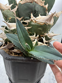 Agave titanota SAD子株①(南アフリカ血統）抜き苗発送