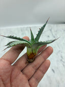 Agave 甲蟹x屈原(No.31)子株⑤(Lize血統) ベアルート発送