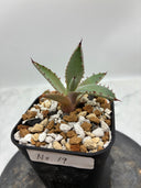 Agave 激怒之舞(No.19)子株②(Lize血統) 抜き苗発送