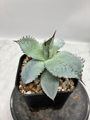 Agave 甲蟹x屈原(No.28)子株(Lize血統) 抜き苗発送