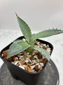 Agave 甲蟹x屈原(No.？)子株②(Lize血統) 抜き苗発送