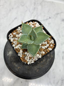 Agave 甲蟹交種子株(Lize血統) 抜き苗発送