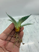 Agave 甲蟹x屈原(No.31)子株⑦(Lize血統) ベアルート発送