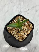 Agave ホリササ(No.38)子株①(Lize血統) 抜き苗発送