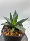 Agave ホリササ(No.39)子株(Lize血統) 抜き苗発送