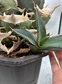 Agave titanota SAD子株①(南アフリカ血統）抜き苗発送