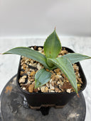 【Indoor Jungle Issue n°11掲載株】甲蟹X瀧之白絲 子株②（Lize血統）抜き苗発送